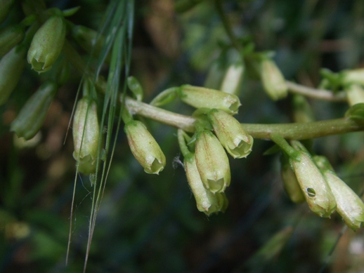 Piantina con fiori verdi - Umbilicus rupestris